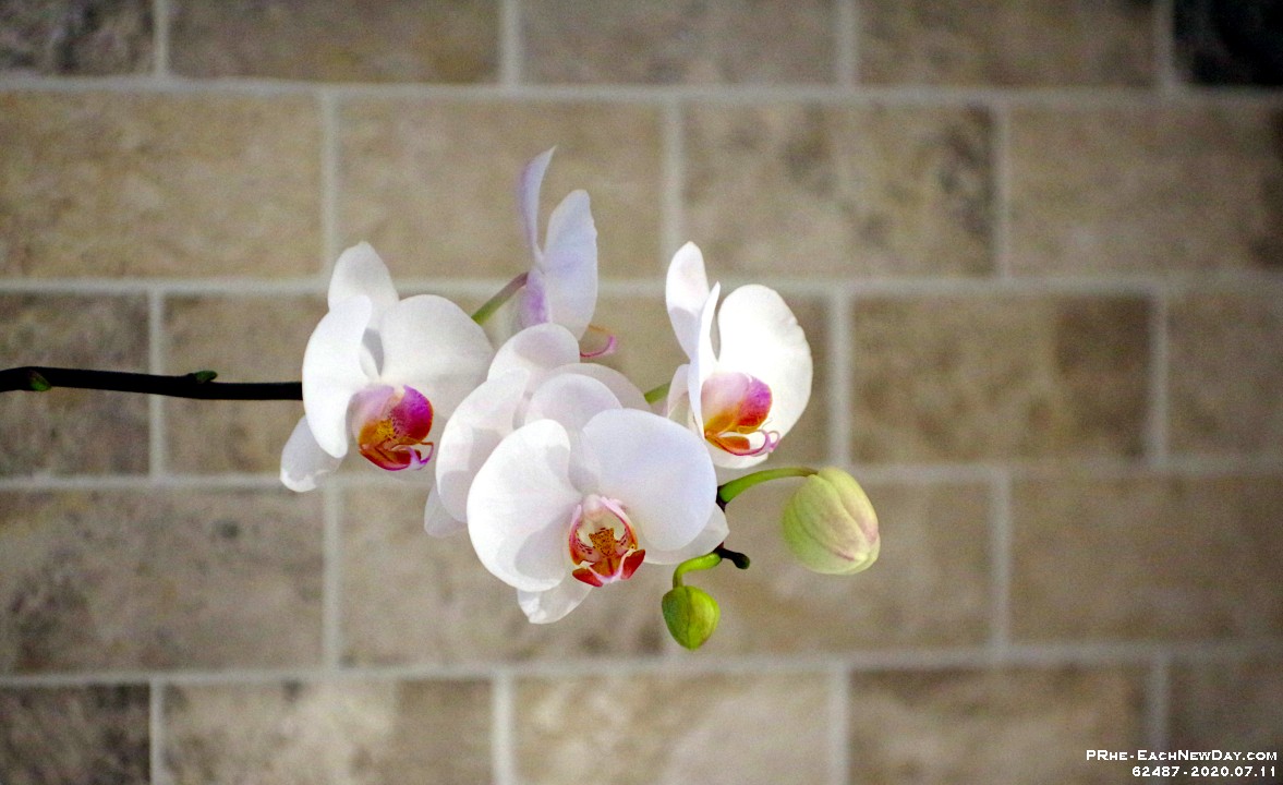 62487CrLeUsm - Orchid on the counter against the backsplash